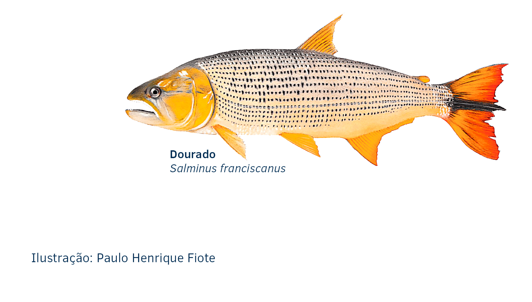 Ilustração do Dourado (Salminus franciscanus), peixe-símbolo do Rio das Velhas — crédito Paulo Henrique Fiote
